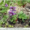 parnassius nordmanni hostplant3